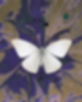 Papillon sur encre