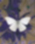 Butterfly on Ink