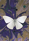 Butterfly on Ink