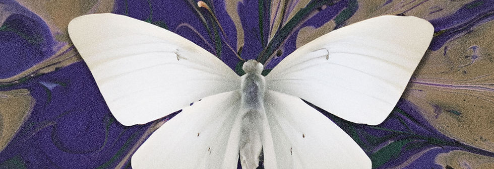 White Butterfly Art