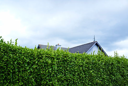 Tall green boundary hedge with house behind