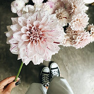 Pink Dahlia Flower