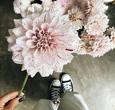 Pink Dahlia Flower