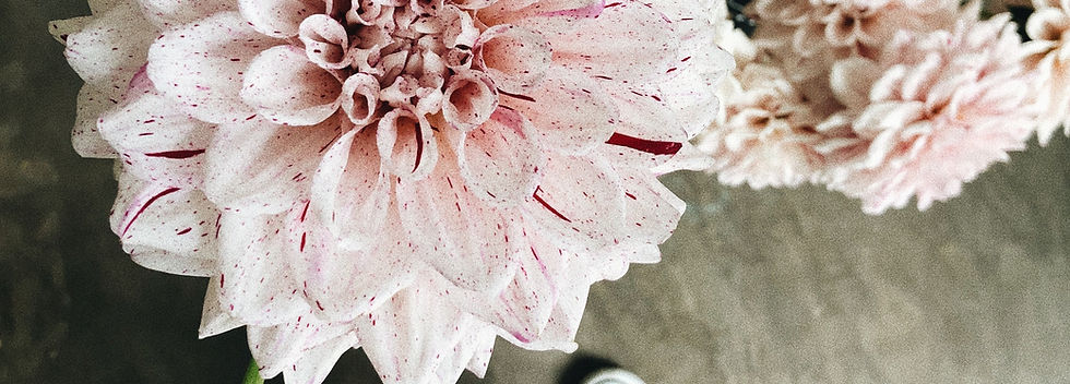 Pink Dahlia Flower