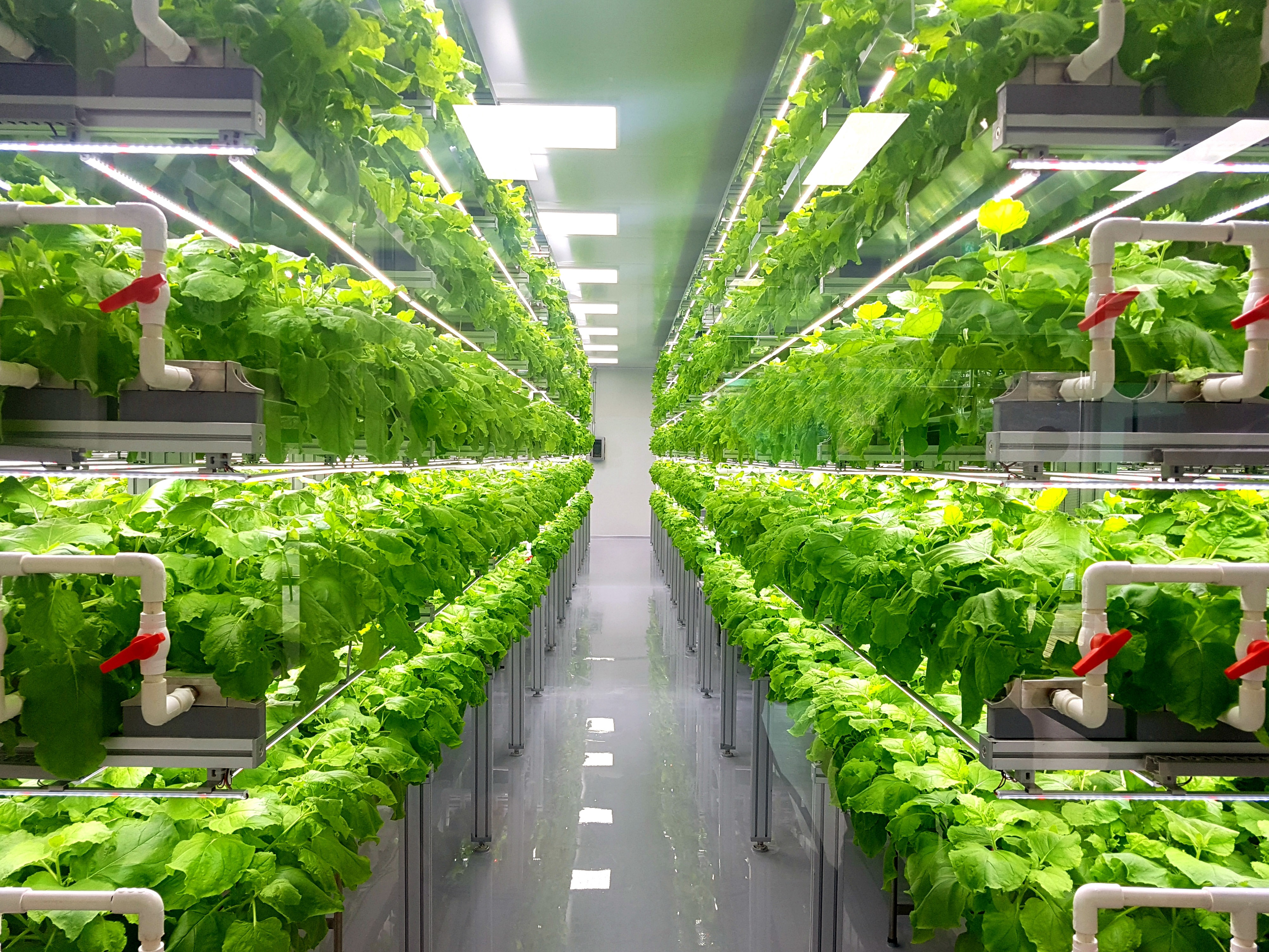 Navigating the Garden of Greens: A Parent's Reflections on the Battle of Veggies
