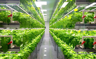 Hydroponic Vegetable Farm