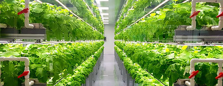 Shelves of plants in a hydroponics facility