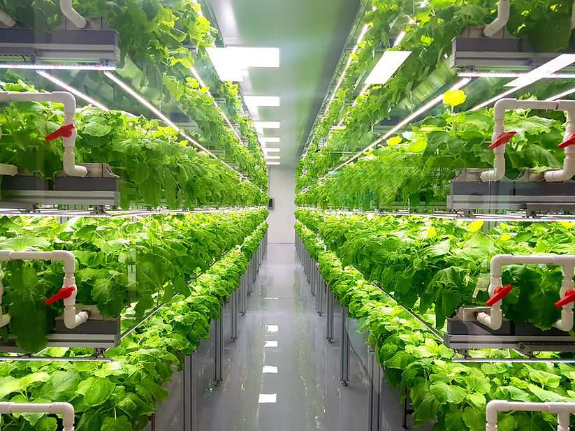 Hydroponic Vegetable Farm