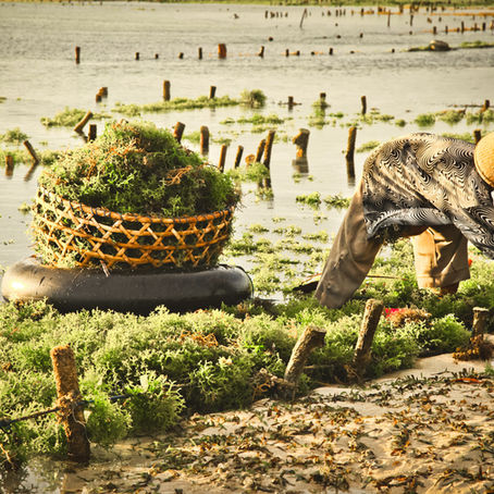 Tracability in retail supply chains