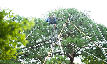 Tree Maintenance Work