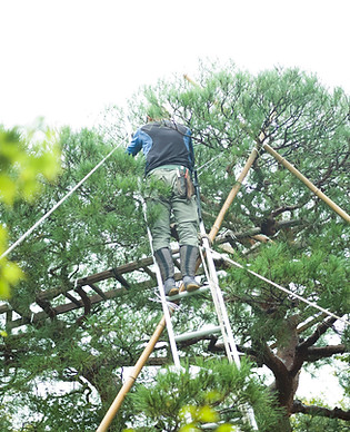 Tree Maintenance