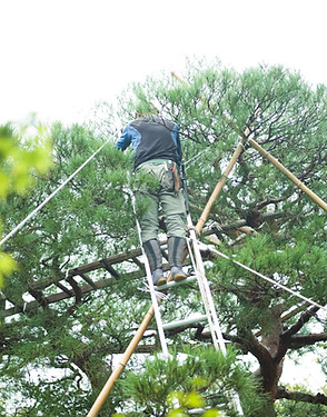 Tree being used to hang ham radio antena using the drone to drop the antena over the tree in Arizona and Ohio, United States.