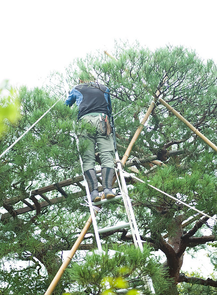 A man climbing a ladder in the trees.