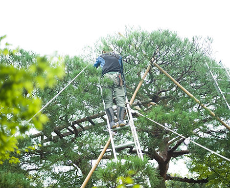 Arborist on a ladder trimming a tree