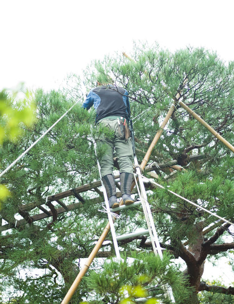 AFFORDABLE
TREE SERVICE