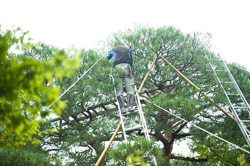Tree Maintenance
