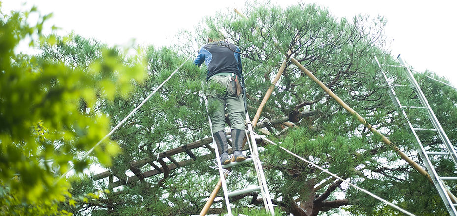 Tree Maintenance