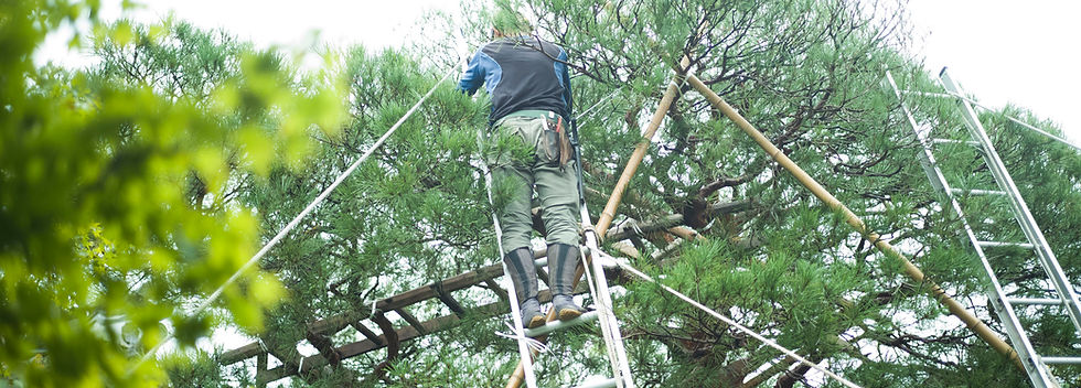 Tree Maintenance