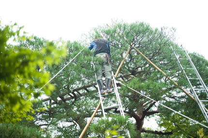 Tree Maintenance Work