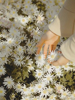 Picking Daisies