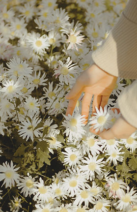 Picking Daisies