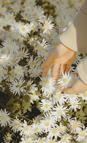 Picking Daisies