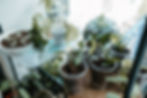 jardinagem