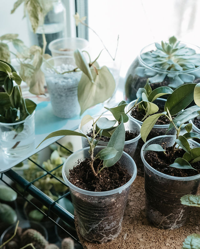 Gardening