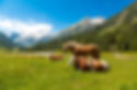Horse and cows on an alpine meadow