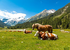 Pferd und Kühe auf Almwiese