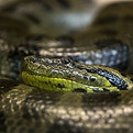 Snake
