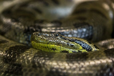 Snake