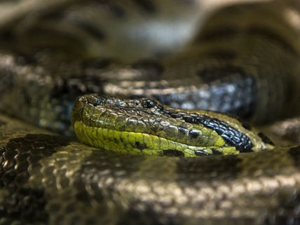 Capa do artigo Serpentes, Sementes e um Salvador