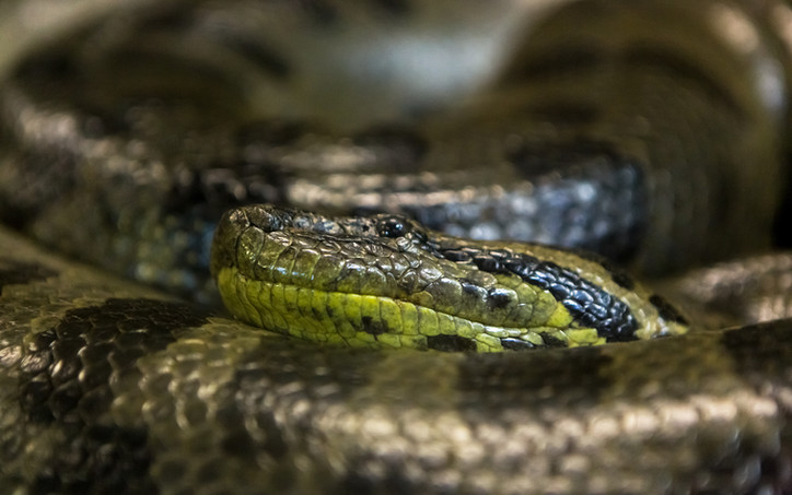 Your portrait with a snake