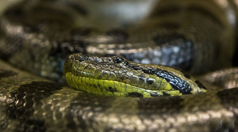 Snake