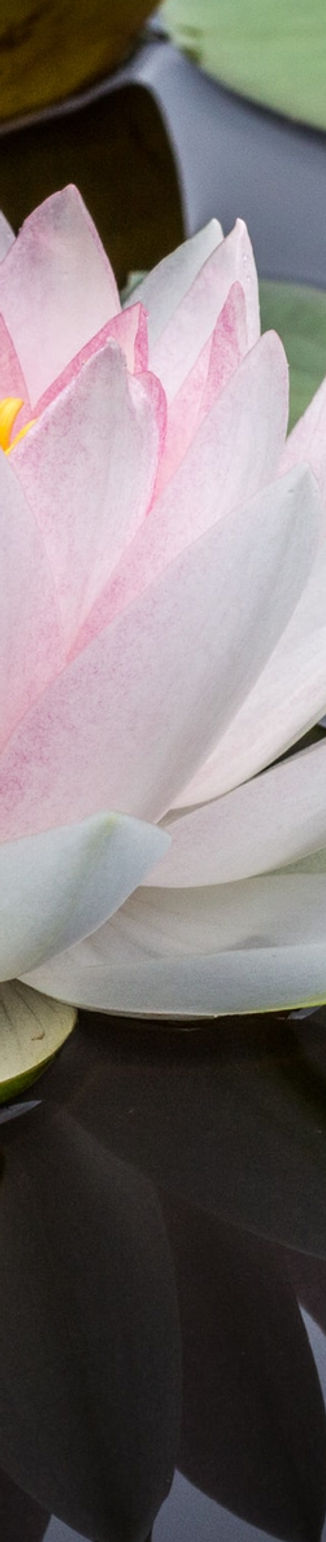 Water Lily