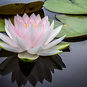 Lotus flower