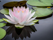 Pink lotus blooming from muddy water symbolizing mindful trauma healing and transformation.”