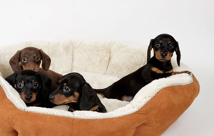 Stock photo of adorable chocolate and black & tan dachshund puppies in a dog bed