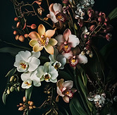 Orchid Floral Arrangement