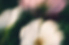 Abstract Floral Blur