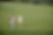 Golfers at Golf Course