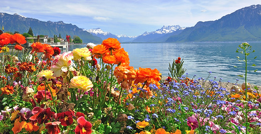 Colorful Flowers by Lake