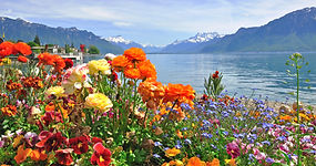 Fleurs colorées au bord du lac