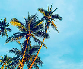 Palm Trees