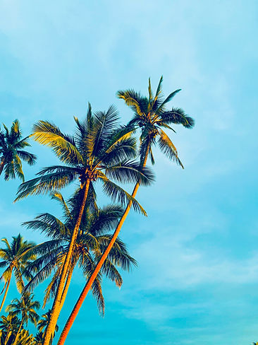 Palmeras