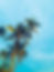 Tropical Palm Trees
