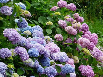 Hydrangea Plant