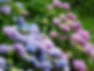 Hydrangea Plant