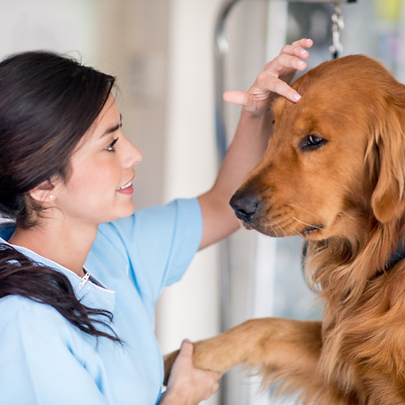 Brown dog having head petted by a female
